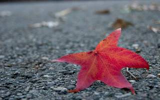 Illustration for article titled Shooting Challenge Fall Leaves Gallery 4